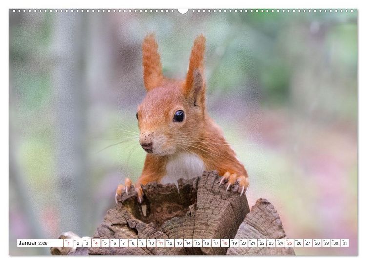 Produktbild: Eichh&ouml;rnchen im K&ouml;niglichen Garten (Wandkalender 2026 DIN A2 quer), CALVENDO Monatskalender