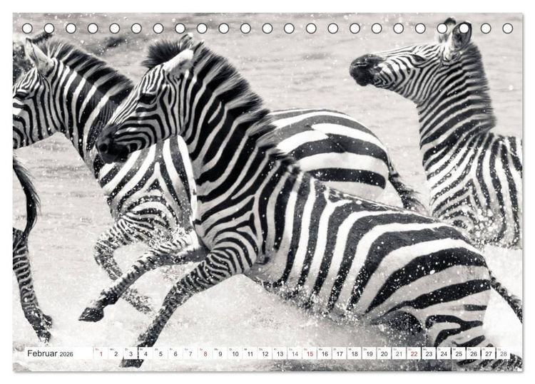 Produktbild: Emotionale Momente: Zebras - black & white. (Tischkalender 2026 DIN A5 quer), CALVENDO Monatskalender