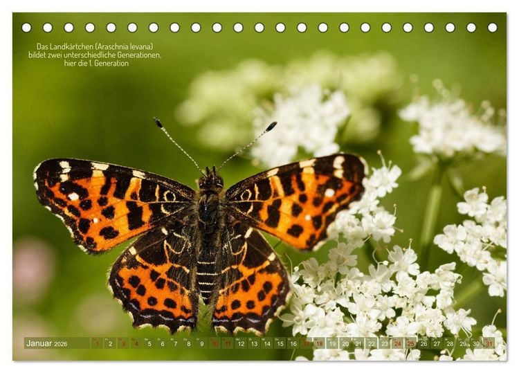 Produktbild: Frankens Insekten (Tischkalender 2026 DIN A5 quer), CALVENDO Monatskalender