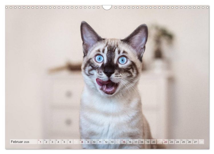 Produktbild: Wildes Wohnzimmer - Die Bengalkatze (Wandkalender 2026 DIN A3 quer), CALVENDO Monatskalender