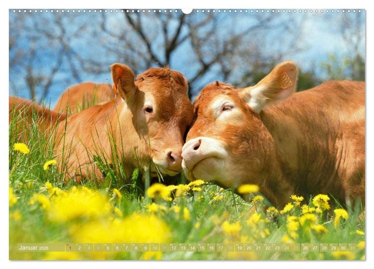 Produktbild: Kuh-Idylle: Suchen Sie die Ruhe in der Natur? (Wandkalender 2026 DIN A2 quer), CALVENDO Monatskalender