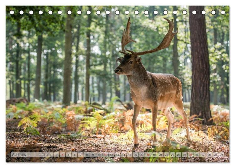 Produktbild: Emotionale Momente: Das Damwild. (Tischkalender 2027 DIN A5 quer), CALVENDO Monatskalender