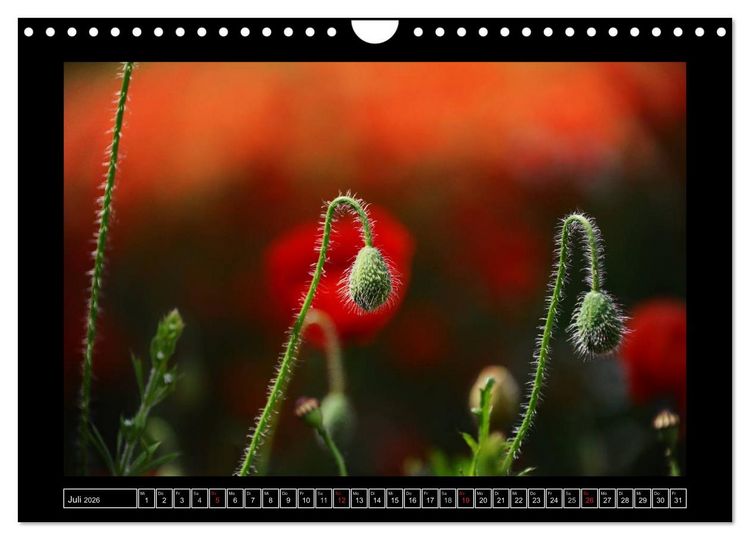 Produktbild: Roter Mohn, bunte Wiesen (Wandkalender 2026 DIN A4 quer), CALVENDO Monatskalender