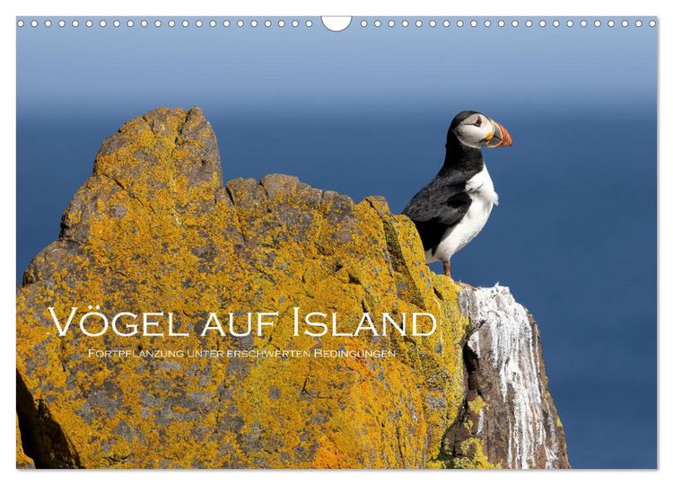 Produktbild: V&ouml;gel auf Island (Wandkalender 2026 DIN A3 quer), CALVENDO Monatskalender