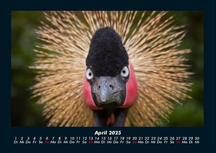 Produktbild: Welt der V&ouml;gel 2025 Fotokalender DIN A4