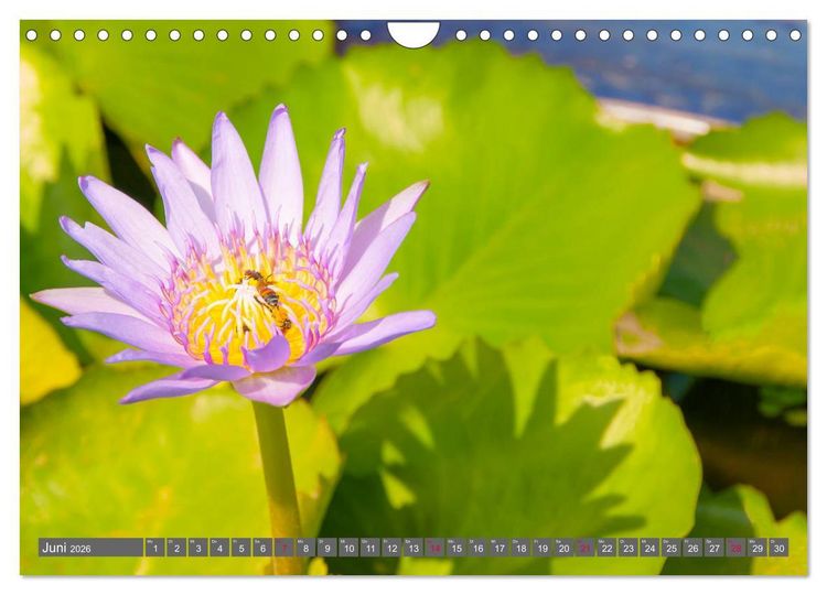 Produktbild: Blumenpracht der Welt (Wandkalender 2026 DIN A4 quer), CALVENDO Monatskalender