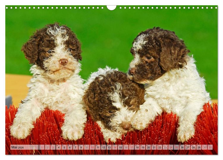 Produktbild: Lagotto Romagnolo - Ein Hund zum Verlieben (Wandkalender 2026 DIN A3 quer), CALVENDO Monatskalender