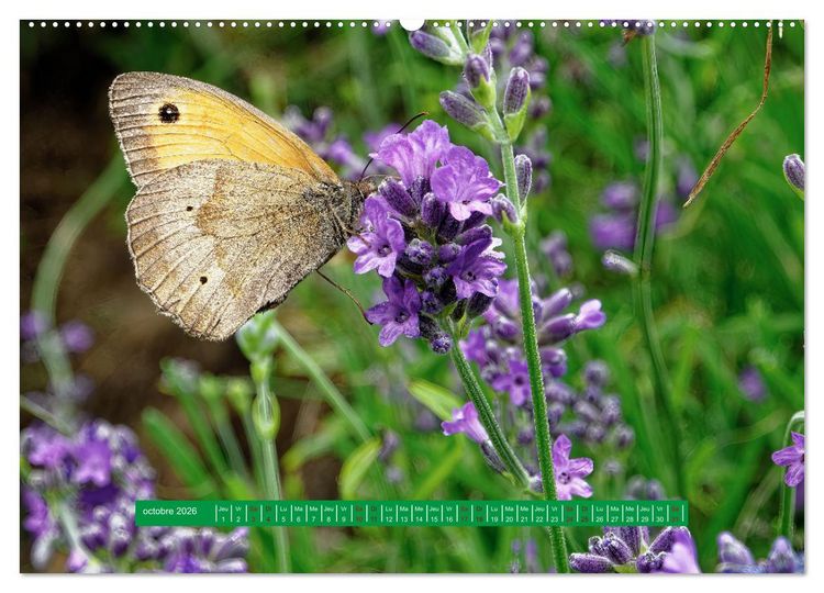 Produktbild: La vie de nos prairie, les papillons (Calendrier mural 2026 DIN A2 vertical) calendrier de bureau