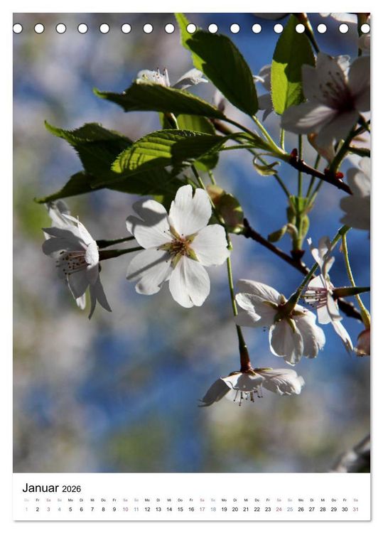 Produktbild: Japan - Kirschbl&uuml;ten (Tischkalender 2026 DIN A5 hoch), CALVENDO Monatskalender