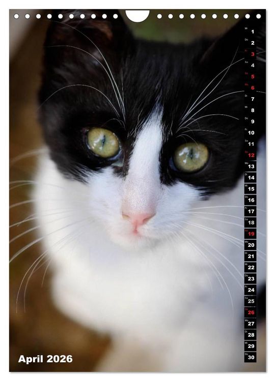 Produktbild: Istanbuls Katzen (Wandkalender 2026 DIN A4 hoch), CALVENDO Monatskalender
