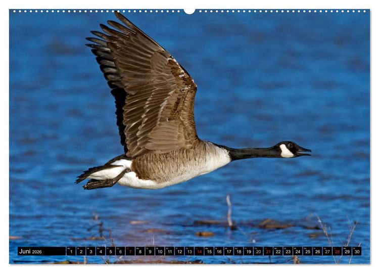 Produktbild: KANADA-GANS - Der 'hupende' Vogel (Wandkalender 2026 DIN A2 quer), CALVENDO Monatskalender