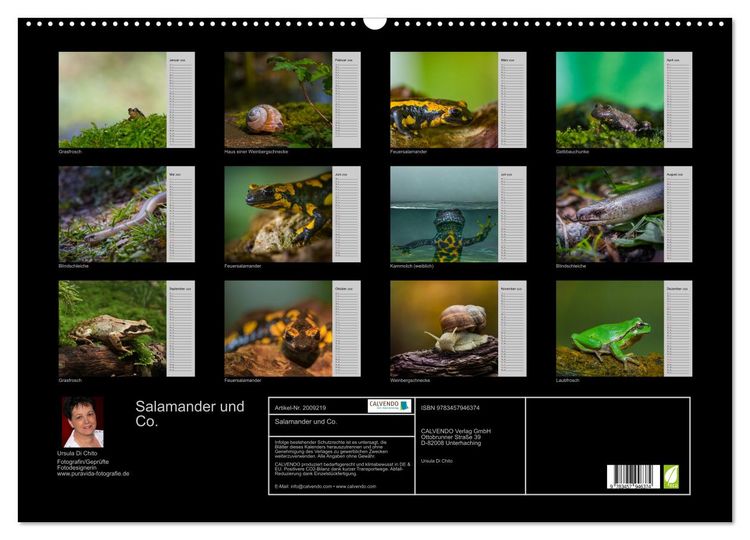 Produktbild: Salamander und Co. (Wandkalender 2026 DIN A2 quer), CALVENDO Monatskalender