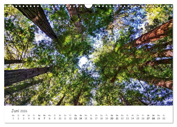 Produktbild: Wald - bezaubernde W&auml;lder (Wandkalender 2026 DIN A3 quer), CALVENDO Monatskalender