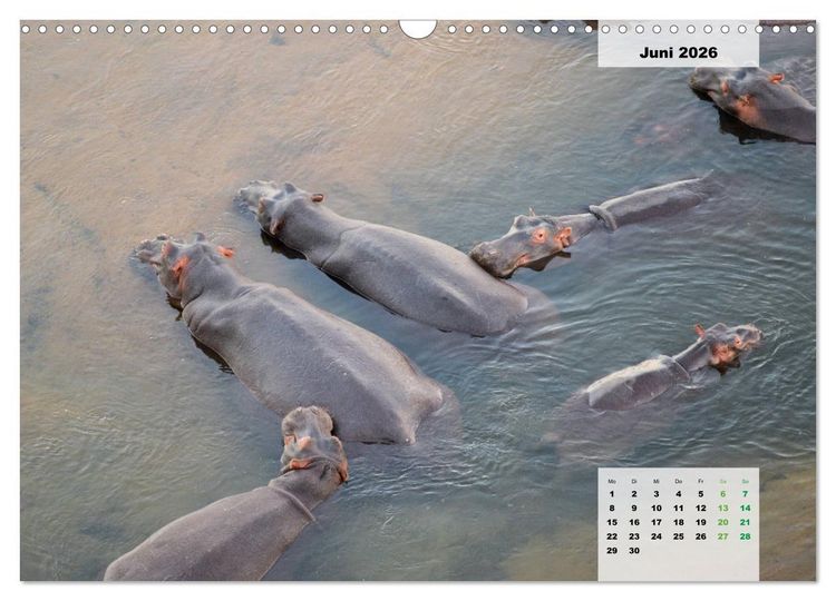 Produktbild: Nilpferde, Kolosse im Wasser (Wandkalender 2026 DIN A3 quer), CALVENDO Monatskalender