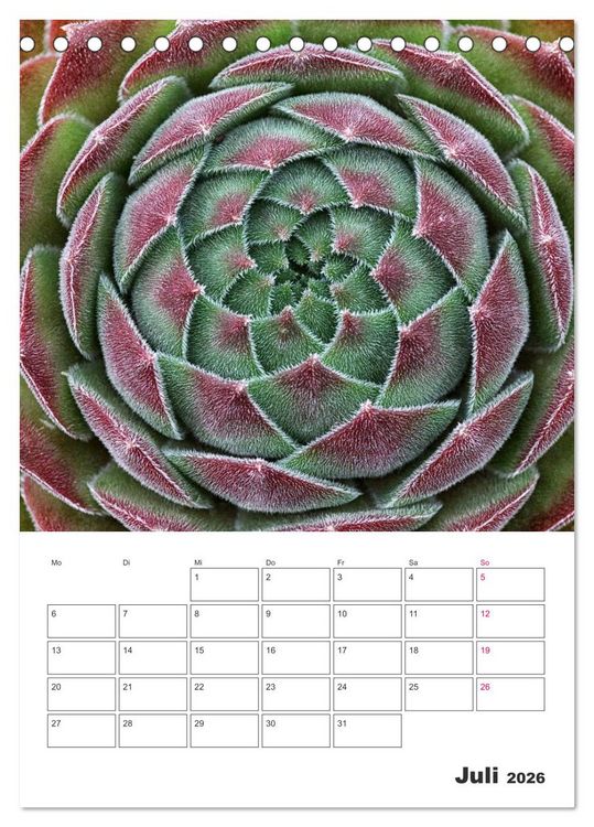 Produktbild: Ich liebe Sempervivum (Tischkalender 2026 DIN A5 hoch), CALVENDO Monatskalender
