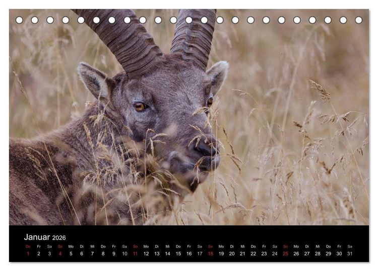 Produktbild: Steinwild in den Schweizer Voralpen (Tischkalender 2026 DIN A5 quer), CALVENDO Monatskalender