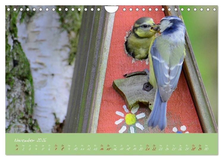 Produktbild: Die Blaumeise, Gast in unserem Garten (Wandkalender 2026 DIN A4 quer), CALVENDO Monatskalender