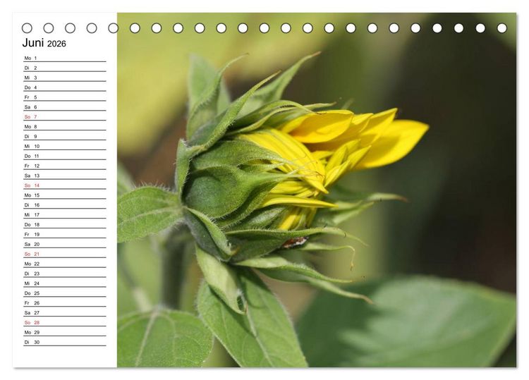 Produktbild: Sonnenblumen Impressionen (Tischkalender 2026 DIN A5 quer), CALVENDO Monatskalender