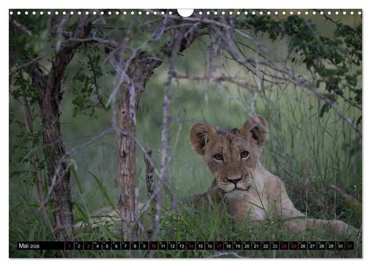 Produktbild: Afrikas wilde Tiere (Wandkalender 2026 DIN A3 quer), CALVENDO Monatskalender
