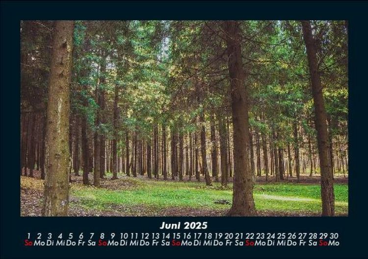 Produktbild: Waldzauber 2025 Fotokalender DIN A5