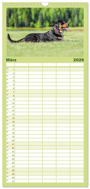 Produktbild: Familienplaner 2026 - Gro&szlig;e Schweizer - Gigantische Sennenhunde mit 5 Spalten (Wandkalender, 21 x 45 cm) CALVENDO