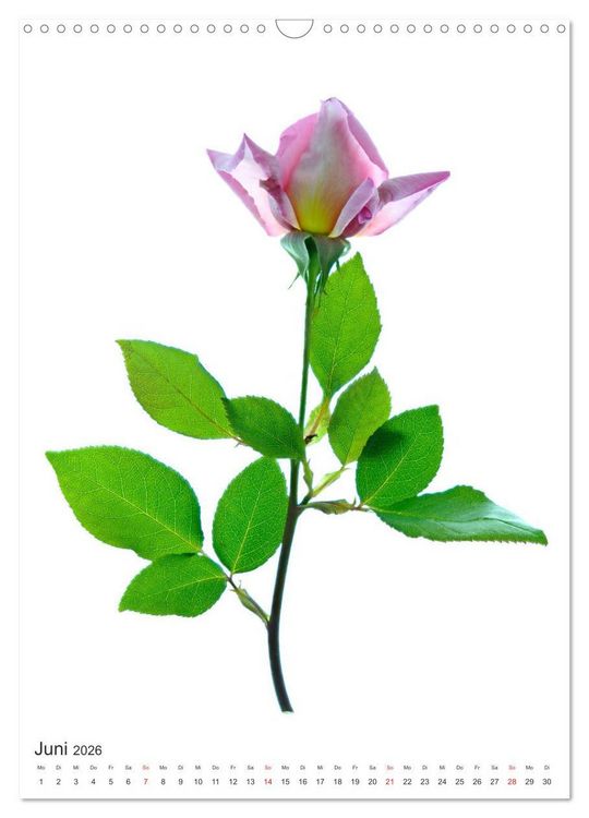 Produktbild: Blumen pur (Wandkalender 2026 DIN A3 hoch), CALVENDO Monatskalender