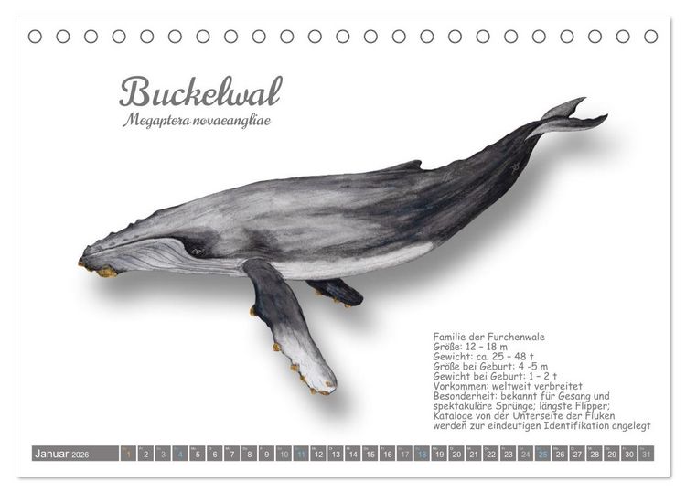 Produktbild: Wale und Delfine Steckbriefe (Tischkalender 2026 DIN A5 quer), CALVENDO Monatskalender