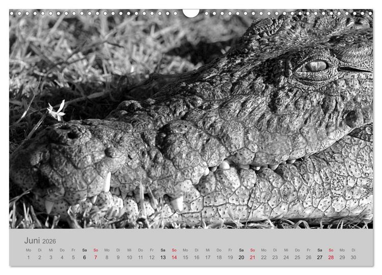 Produktbild: Die Seelen der wilden Tiere (Wandkalender 2026 DIN A3 quer), CALVENDO Monatskalender