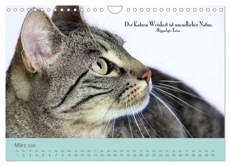 Produktbild: Katzenzitate 2026 (Wandkalender 2026 DIN A4 quer), CALVENDO Monatskalender
