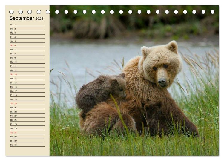 Produktbild: B&auml;ren (Tischkalender 2026 DIN A5 quer), CALVENDO Monatskalender