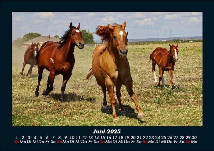 Produktbild: Pferde Kalender 2025 Fotokalender DIN A5