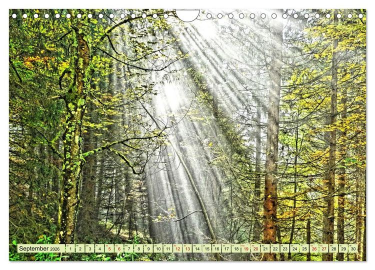 Produktbild: Verwunschene Waldtr&auml;ume: Ein Kalender voller Magie (Wandkalender 2026 DIN A4 quer), CALVENDO Monatskalender