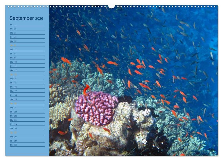 Produktbild: Momente im Blau - Ein Terminplaner f&uuml;r Unterwasser-Freunde (Wandkalender 2026 DIN A2 quer), CALVENDO Monatskalender