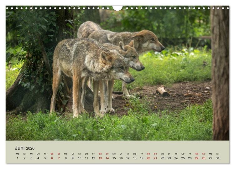 Produktbild: Wolfsrudel (Wandkalender 2026 DIN A3 quer), CALVENDO Monatskalender