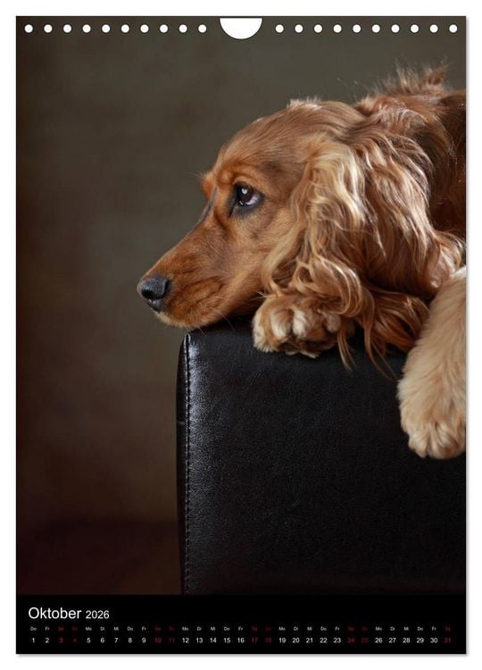 Produktbild: Stille Momente - Die sensible Seite der Hunde (Wandkalender 2026 DIN A4 hoch), CALVENDO Monatskalender
