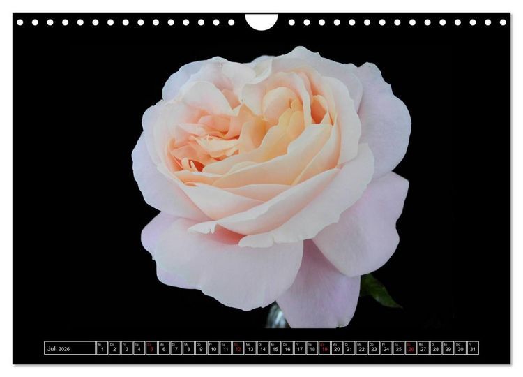 Produktbild: Im Duft der Rosen (Wandkalender 2026 DIN A4 quer), CALVENDO Monatskalender