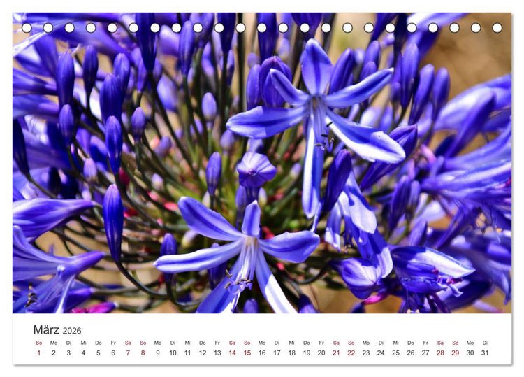 Produktbild: Madeira - Eine wundersch&ouml;ne Perle im Atlantik (Tischkalender 2026 DIN A5 quer), CALVENDO Monatskalender