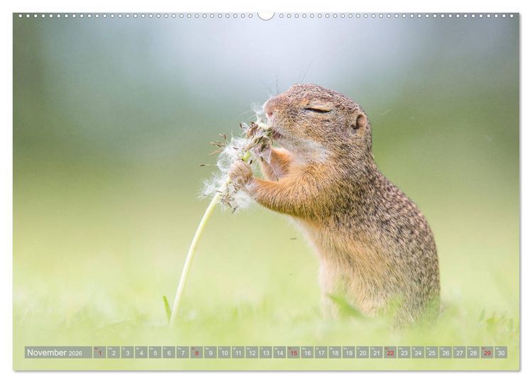 Produktbild: Liebenswerte Ziesel - vom Aussterben bedrohte Nagetiere (Wandkalender 2026 DIN A2 quer), CALVENDO Monatskalender