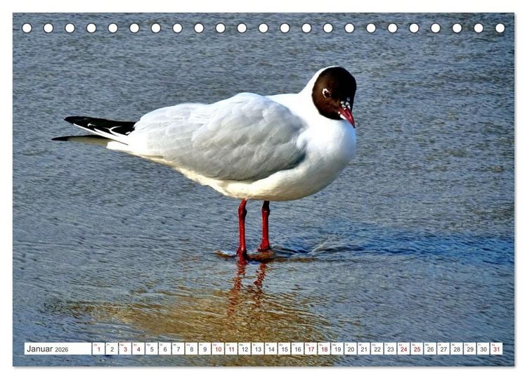 Produktbild: Lachm&ouml;wen an der Ostsee (Tischkalender 2026 DIN A5 quer), CALVENDO Monatskalender