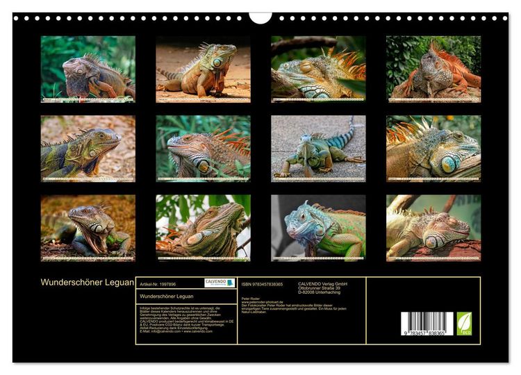 Produktbild: Wundersch&ouml;ner Leguan (Wandkalender 2026 DIN A3 quer), CALVENDO Monatskalender