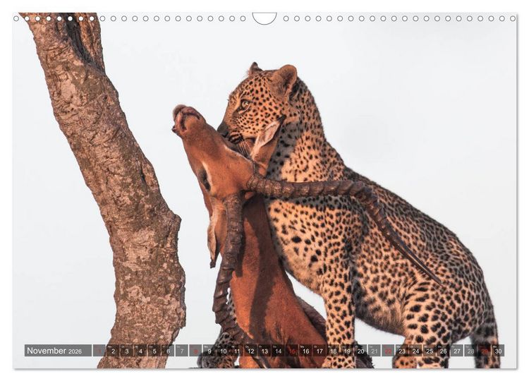 Produktbild: Leoparden - Geheimnisvolle J&auml;ger (Wandkalender 2026 DIN A3 quer), CALVENDO Monatskalender