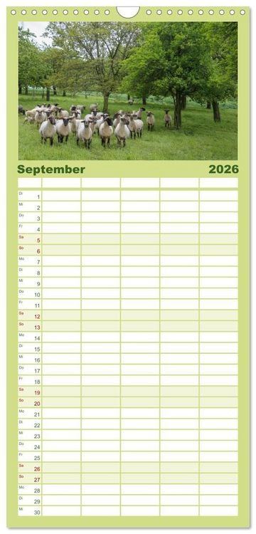 Produktbild: Familienplaner 2026 - Steink&auml;uze (Athene noctua) mit 5 Spalten (Wandkalender, 21 x 45 cm) CALVENDO