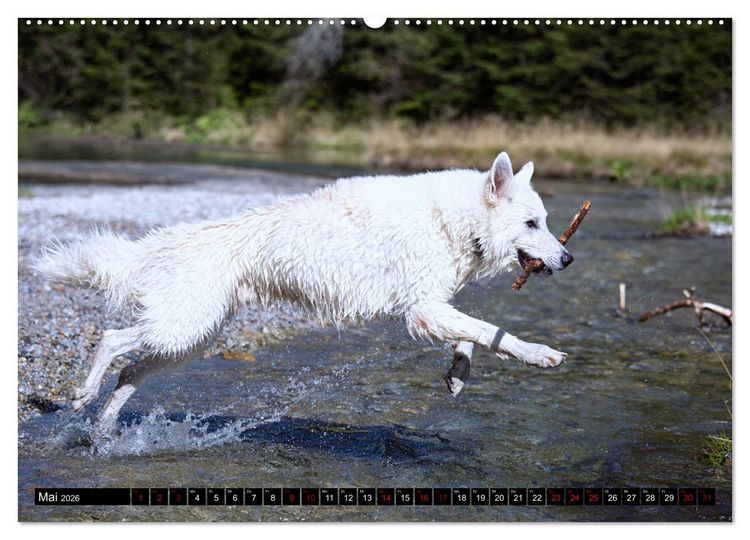 Produktbild: Wei&szlig;e Sch&auml;ferhunde in sch&ouml;nen Landschaften (hochwertiger Premium Wandkalender 2026 DIN A2 quer), Kunstdruck in Hochglanz