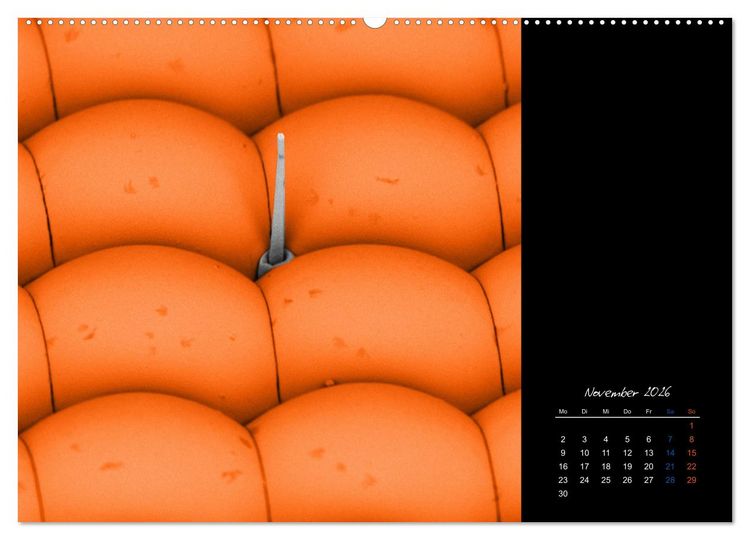 Produktbild: strucTEMs Mikrowelt - Winzige Nachbarn ganz gro&szlig; (hochwertiger Premium Wandkalender 2026 DIN A2 quer), Kunstdruck in Hochglanz