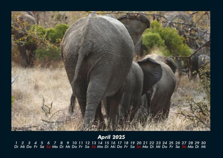 Produktbild: Elefanten Kalender 2025 Fotokalender DIN A4