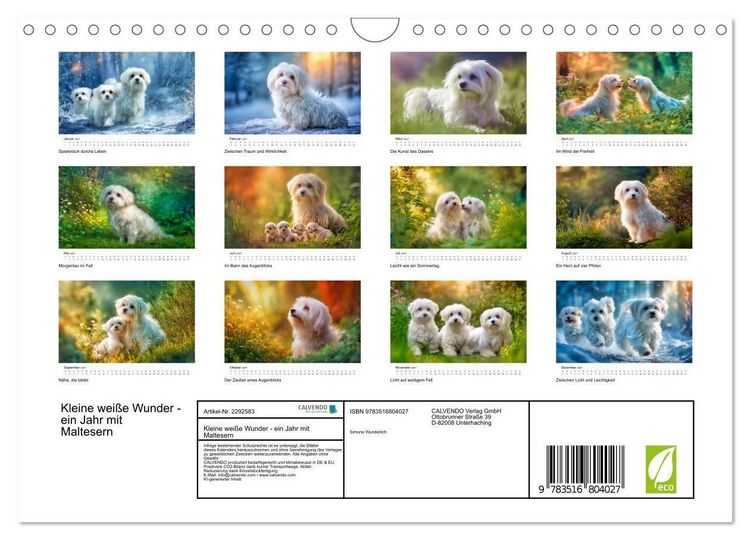 Produktbild: Kleine wei&szlig;e Wunder - ein Jahr mit Maltesern (Wandkalender 2027 DIN A4 quer), CALVENDO Monatskalender