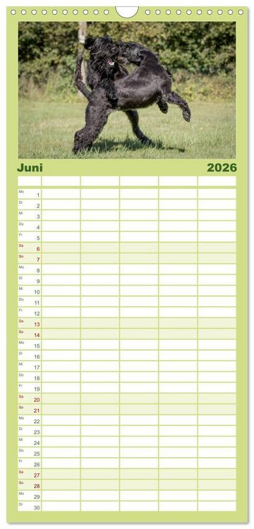 Produktbild: Familienplaner 2026 - Schnauzer... von Zwergen und Riesen 2026 mit 5 Spalten (Wandkalender, 21 x 45 cm) CALVENDO