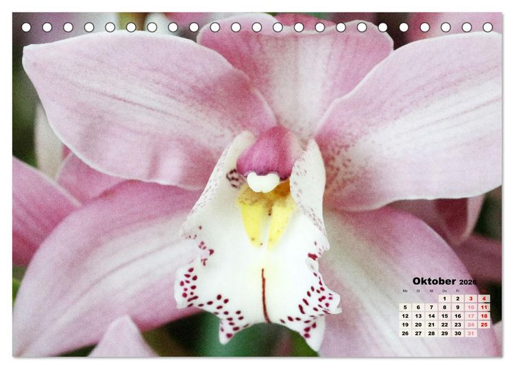 Produktbild: Sch&ouml;nste Orchideen (Tischkalender 2026 DIN A5 quer), CALVENDO Monatskalender