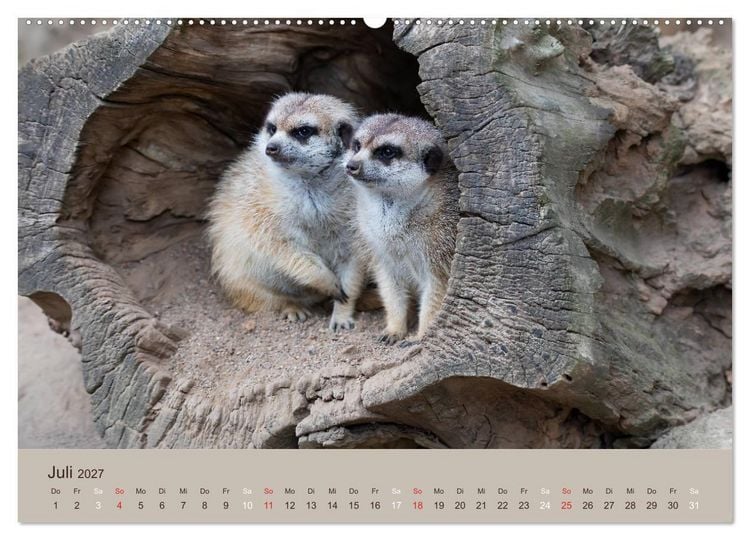 Produktbild: Quirlige Erdm&auml;nnchen (Wandkalender 2027 DIN A2 quer), CALVENDO Monatskalender