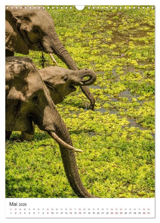 Produktbild: Elefanten - Die Herzeroberer der Tierwelt. (Wandkalender 2026 DIN A3 hoch), CALVENDO Monatskalender